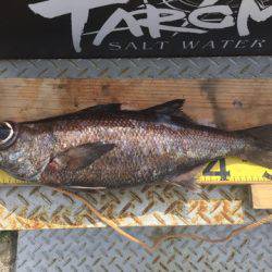 ＴＡＲＯＭＡＲＵ 釣果