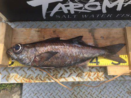 ＴＡＲＯＭＡＲＵ 釣果