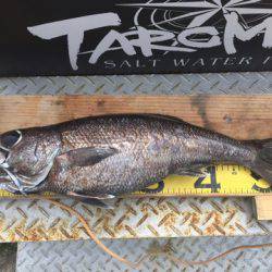 ＴＡＲＯＭＡＲＵ 釣果