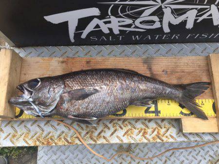 ＴＡＲＯＭＡＲＵ 釣果