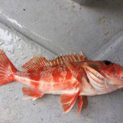 第二龍勢丸 釣果