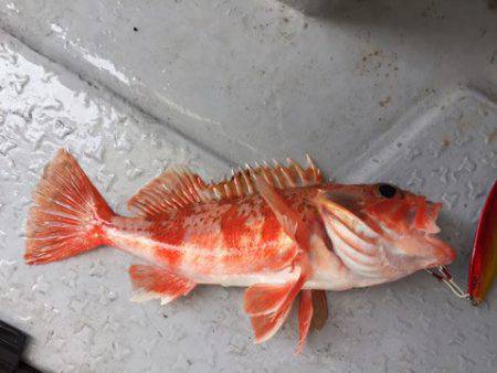 第二龍勢丸 釣果