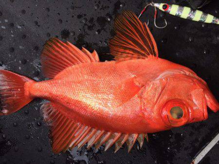 第二龍勢丸 釣果