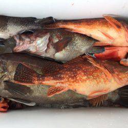 第二龍勢丸 釣果