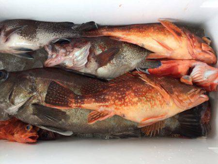 第二龍勢丸 釣果