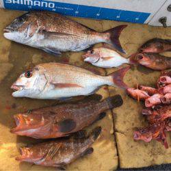 末広丸(熊本) 釣果