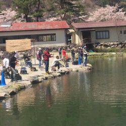 白州トラウトフィッシングエリア　シルフ 釣果