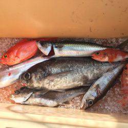 ＴＡＲＯＭＡＲＵ 釣果