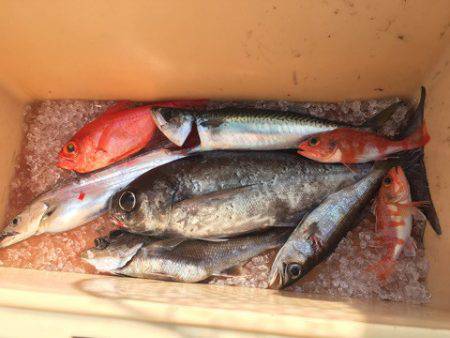 ＴＡＲＯＭＡＲＵ 釣果