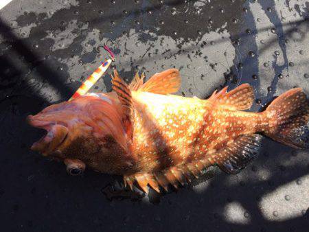 第二龍勢丸 釣果