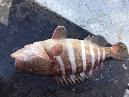 第二龍勢丸 釣果