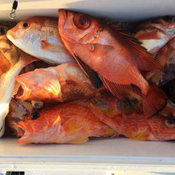 第二龍勢丸 釣果