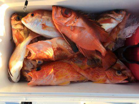 第二龍勢丸 釣果