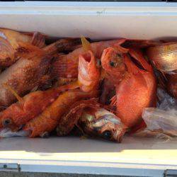 第二龍勢丸 釣果