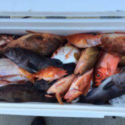 第二龍勢丸 釣果