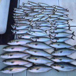 エムズジャーク（M’s JERK） 釣果