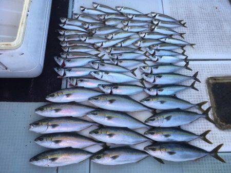 エムズジャーク（M’s JERK） 釣果