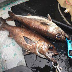 ＴＡＲＯＭＡＲＵ 釣果