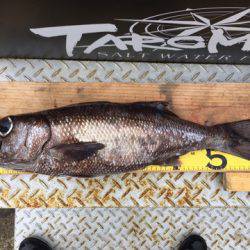 ＴＡＲＯＭＡＲＵ 釣果