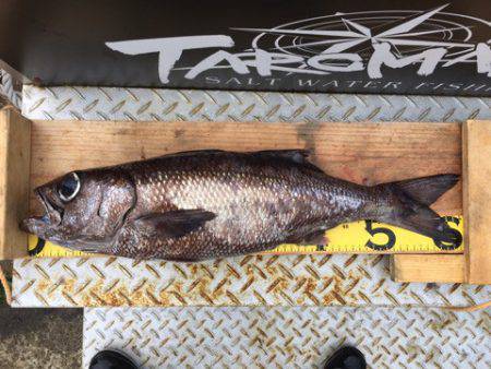 ＴＡＲＯＭＡＲＵ 釣果