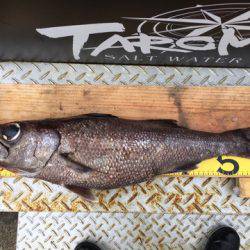 ＴＡＲＯＭＡＲＵ 釣果