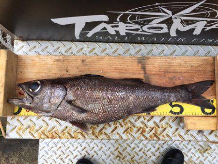 ＴＡＲＯＭＡＲＵ 釣果