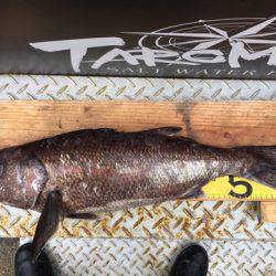 ＴＡＲＯＭＡＲＵ 釣果