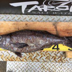 ＴＡＲＯＭＡＲＵ 釣果