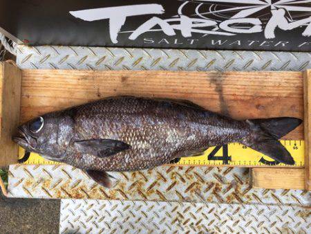 ＴＡＲＯＭＡＲＵ 釣果