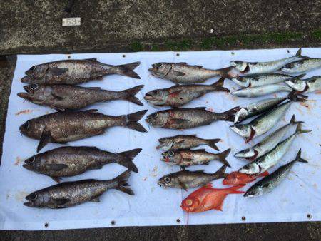 ＴＡＲＯＭＡＲＵ 釣果