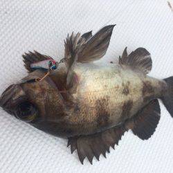 うさぎ丸 釣果