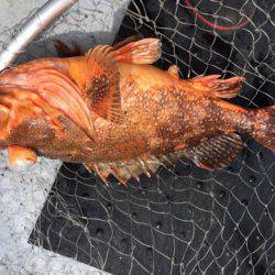 第二龍勢丸 釣果