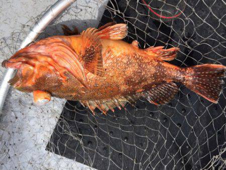 第二龍勢丸 釣果