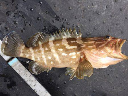 第二龍勢丸 釣果