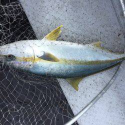 第二龍勢丸 釣果