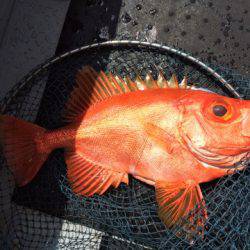 第二龍勢丸 釣果