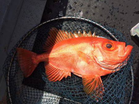 第二龍勢丸 釣果