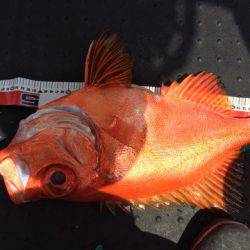 第二龍勢丸 釣果