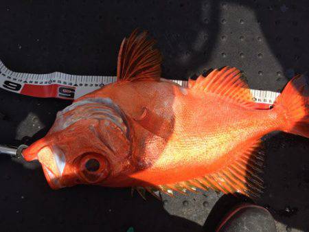 第二龍勢丸 釣果