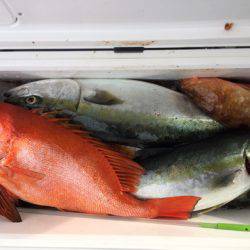 第二龍勢丸 釣果