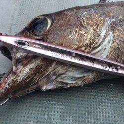 ＴＡＲＯＭＡＲＵ 釣果