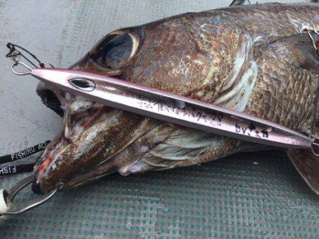 ＴＡＲＯＭＡＲＵ 釣果