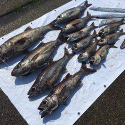 ＴＡＲＯＭＡＲＵ 釣果