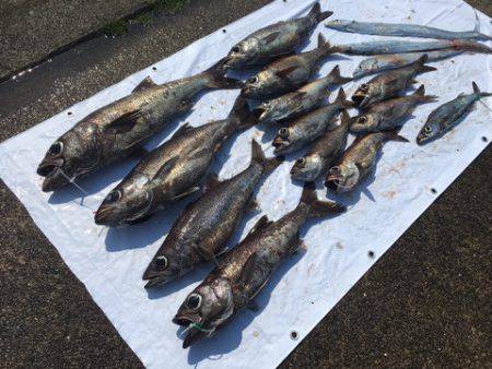 ＴＡＲＯＭＡＲＵ 釣果