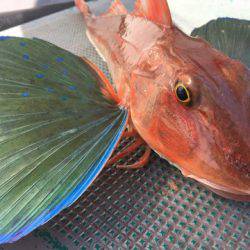 ＴＡＲＯＭＡＲＵ 釣果