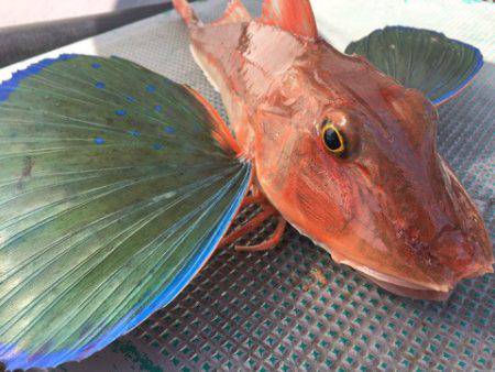 ＴＡＲＯＭＡＲＵ 釣果