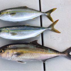 SeaRide(シーライド) 釣果