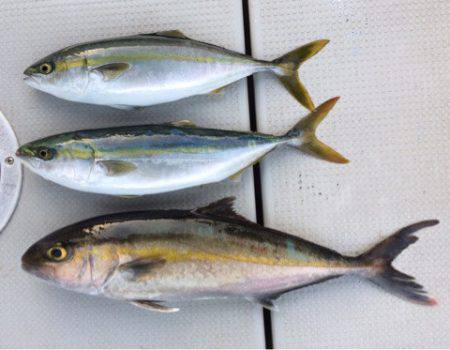 SeaRide(シーライド) 釣果