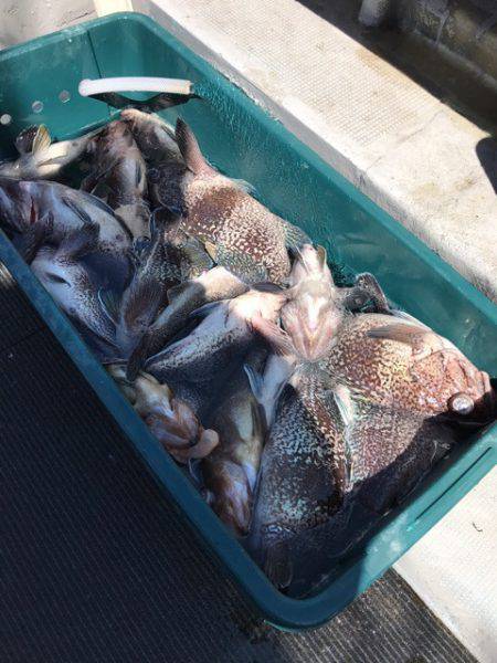 シーランチ 釣果