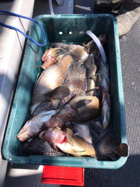 シーランチ 釣果